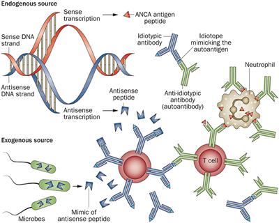Primary Vasculitis in Childhood: GPA and MPA in Childhood